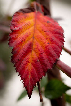 Raspberry leaf in autumn.の写真素材