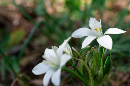 White flowers of zephyranthes grandiflora in the garden