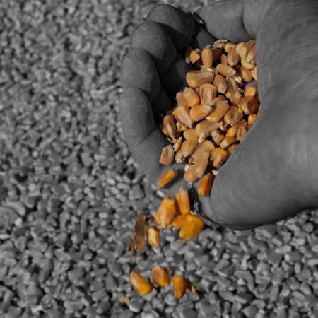 Black and white image of the maize pile with the hand in the foreground dropping the grain with its natural color.の写真素材