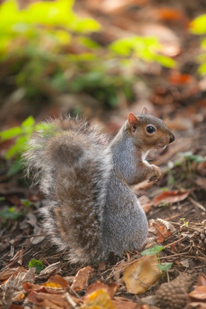 squirrelの写真素材
