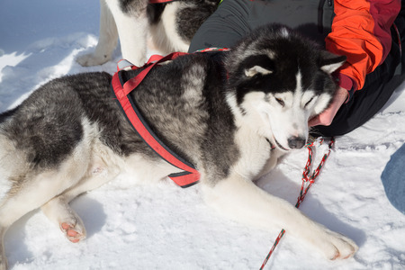 Sled dog racing  alaskan malamute snow winter competition raceの写真素材