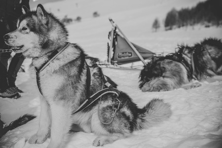 Sled dog racing alaskan malamute snow winter competition race