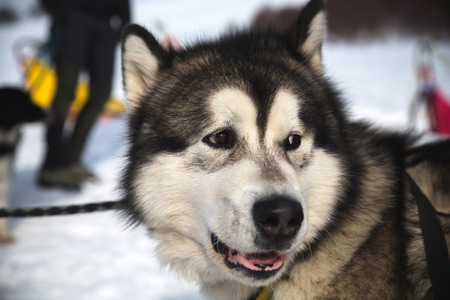 Sled dog racing  alaskan malamute snow winter competition raceの写真素材