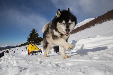 Sled dog racing  alaskan malamute snow winter competition raceの写真素材