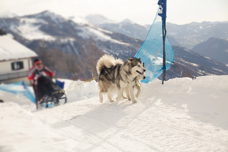 Sled dog racing alaskan malamute snow winter competition raceの写真素材