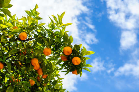 mandarin tree in Spainの写真素材