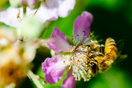 closeup of bee on flower