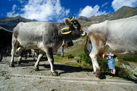 return of the cattle in Alto Adige, Italyの写真素材