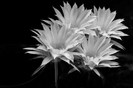 ephemeral flowers of cactus (Coryphantha sp)の写真素材