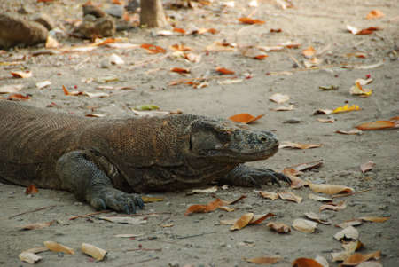 wild komodo dragon in Komodo Islandの写真素材