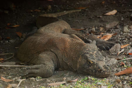 wild komodo dragon in Komodo Islandの写真素材