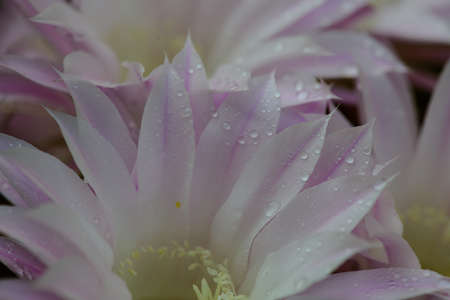 ephemeral flowers of cactus (Coryphantha sp)の写真素材