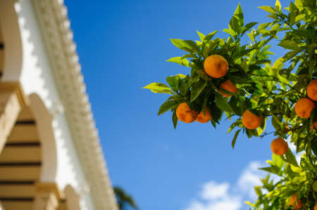 tangerine tree in blue skyの写真素材