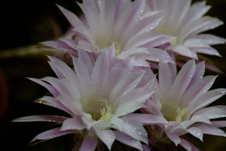 ephemeral flowers of cactus (Coryphantha sp)の写真素材