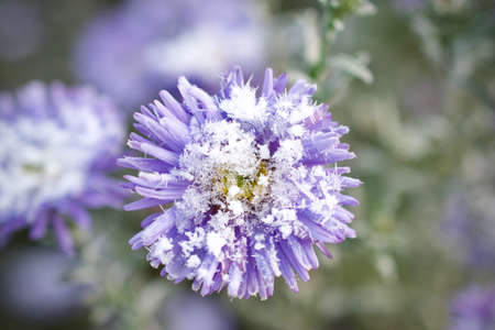 Purple flower in early winterの写真素材