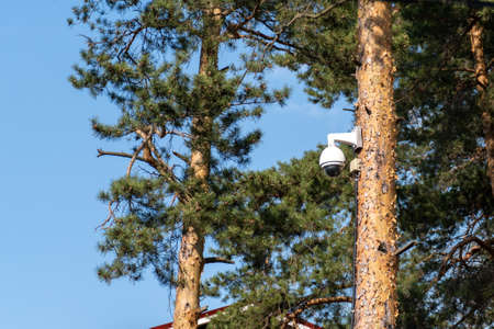CCTV security camera is mounted on a tree trunk in the forest. Concept of total control and constant...