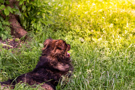 A shaggy dog lies in the shade on a sunlit lawn. Selective focus