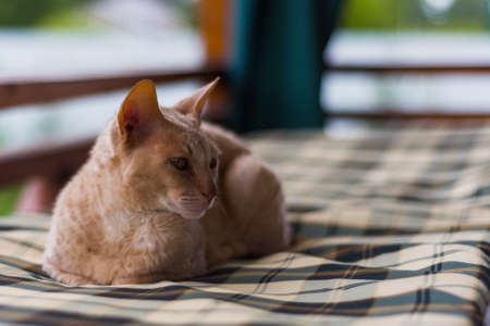 Fawn cat Cornish Rex lying on a checkered mattress on the blurred background. Close-up. Selective focusの写真素材