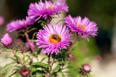 Bee and lilac autumn chrysanthemum flowers. Selective focusの写真素材