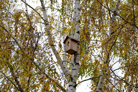 Homemade wooden birdhouse hanging on a birch among the yellowed autumn foliage.