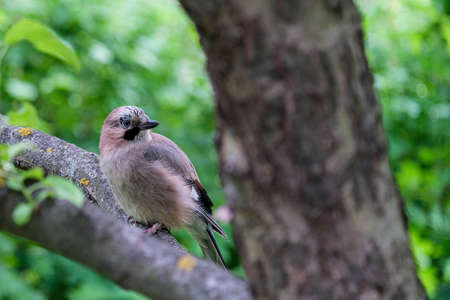Jay sits on a tree branch. Mockingjay. Close-up. Selective focus.の写真素材