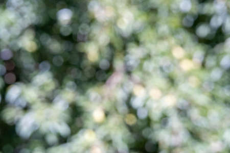Abstract defocused background. Blurred natural landscape. Cover for designの写真素材