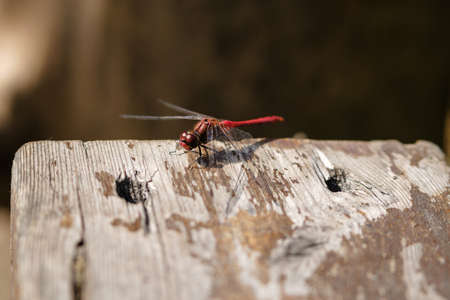 Red dragonfly on an old wooden board. Sympetrum sanguineum. Close-up. Selective focus.の写真素材