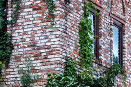 Fragment of an old brick house. Two windows and wild grapes.の写真素材