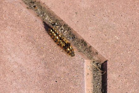 The caterpillar crawls along the tiled sidewalk. Close-up. Top view. Selective focus. Space for lettering and designの写真素材
