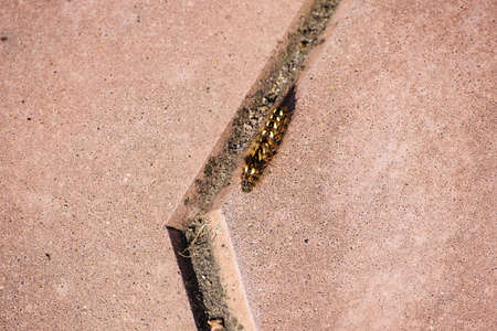 The caterpillar crawls along the tiled sidewalk. Close-up. Top view. Selective focus. Space for lettering and designの写真素材