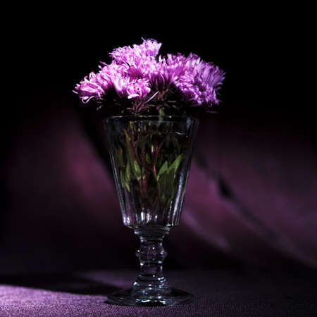 Purple chrysanthemum flowers in a glass. Beautiful still life. Close-up. Selective focusの写真素材