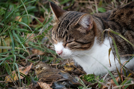 Cat with closed eyes near the prey. dead birds. close-up. selective focus.の写真素材