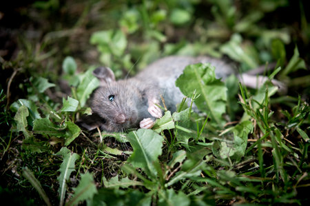 Gray mouse is lying in the green grass. nature and rodents. close-up. selective focus.の写真素材