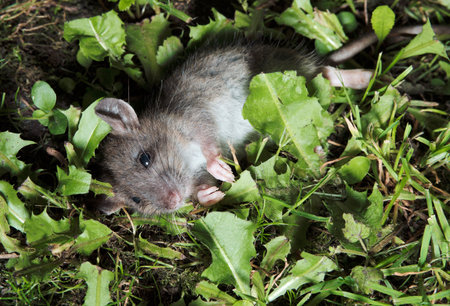 Large gray mouse is lying in the green grass. close-up. selective focus.の写真素材