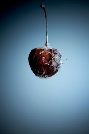 One berry on a light gray background. Moldy cherry. Vignette. space for lettering and design. selective focus.の写真素材
