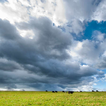 Square colour image of cows, large meadow and stunning cloudsの写真素材
