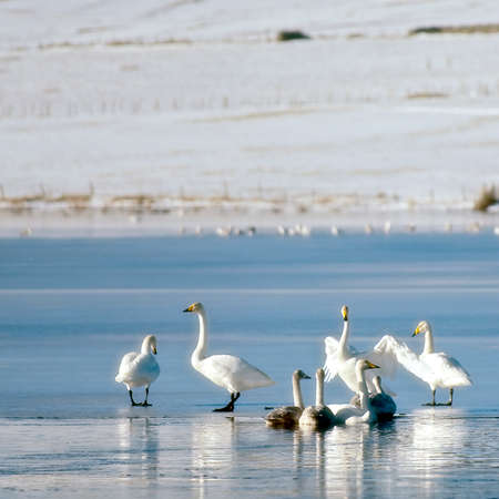 Soft dreamy image of white swans on a frozen lakeの写真素材