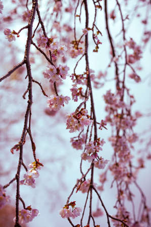 Vertical color image of cherry tree branches in bloom  Vintage soft post processingの写真素材