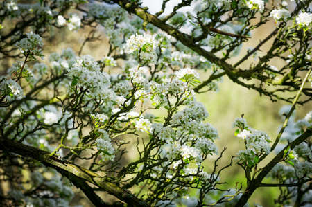 Horizontal colour image of pear tree in bloomの写真素材