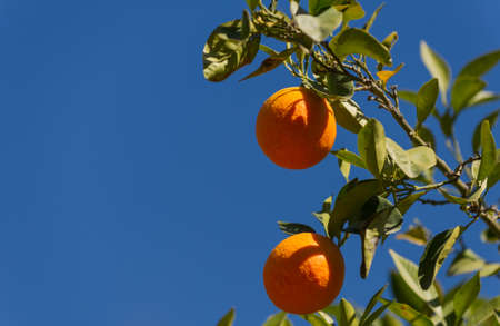 Orange tree branchの写真素材