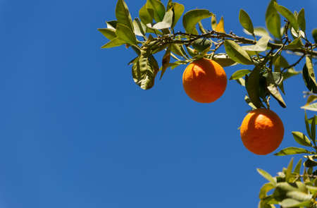 Orange tree branchの写真素材
