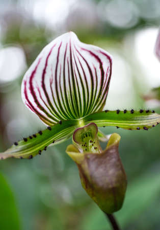 Rare Orchids close up   soft ethereal feelの写真素材