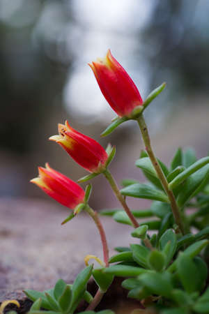 Soft little red and yellow flowers の写真素材