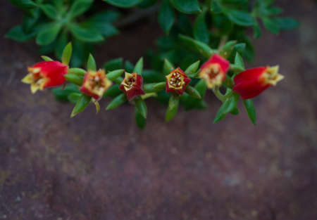 Soft little red and yellow flowers の写真素材