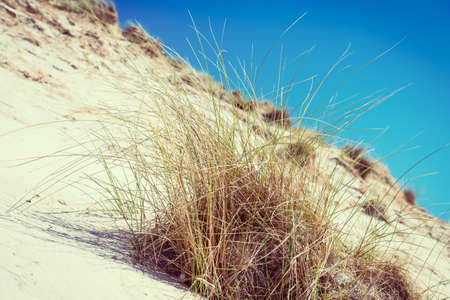 white sand dunes, tall grass and blue sky1, Luskentyre beach, Isle of Harris, Scotlandの写真素材