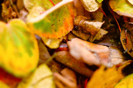 Abstract foliage background, beautiful tree branch in autumnal forest, bright warm sun light, orange dry leaves, autumn seasonの写真素材