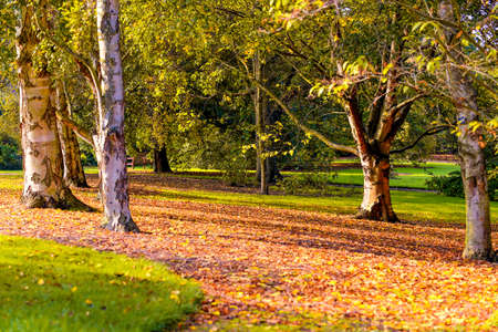 Autumn landscapeの写真素材