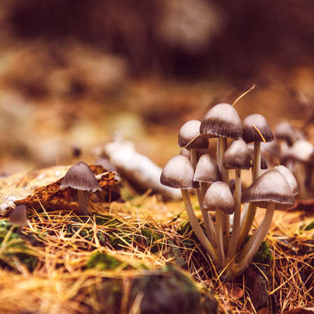 Autumn forest wild mushrooms close upの写真素材