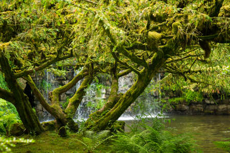Tree covered in moss with waterfall in the backgroundの写真素材