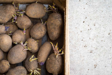 Sprouting organic potatoes ready for plantingの写真素材